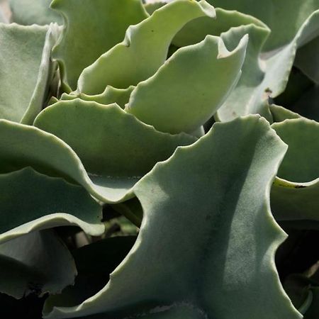 Casa Ulivo Agave Favignana At My Place エクステリア 写真