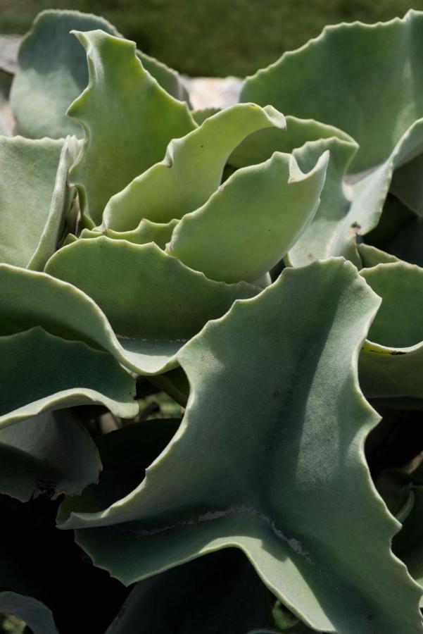 Casa Ulivo Agave Favignana At My Place エクステリア 写真